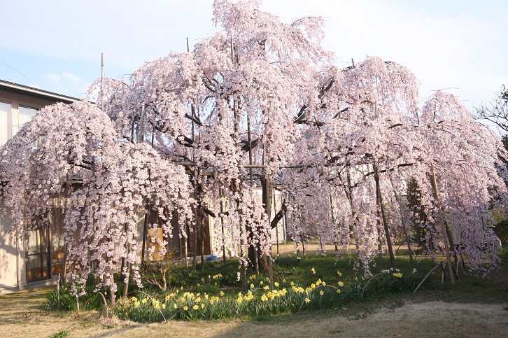 しだれ桜