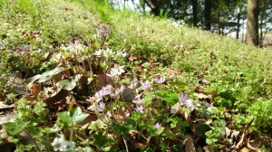 雪割り草