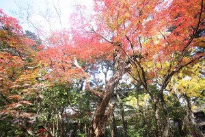 中野邸美術館の紅葉