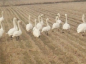 シベリアへ旅立ちます