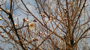 梅が開花