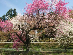 ソメイヨシノが散ってから