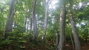 裏山のブナの原生林