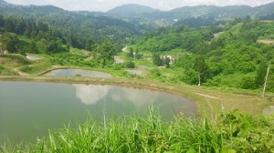 棚田風景