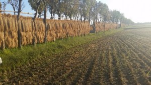 稲作農家の物語