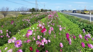 コスモスと、来春の菜の花準備