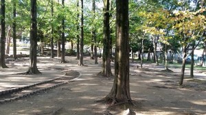 早朝の亀田公園