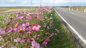更に元気なコスモスの花