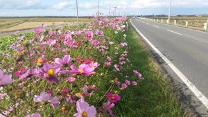 更に元気なコスモスの花