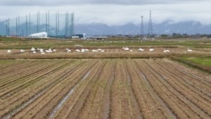 近くの白鳥