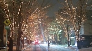 新潟駅前けやき通り