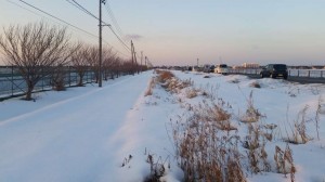 夕暮れのコスモス花街道