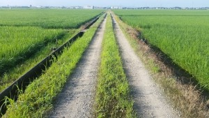 朝のウォーキング