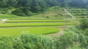 棚田風景