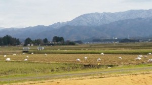 雪の五頭山と白鳥