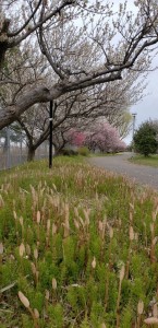 梅の花満開