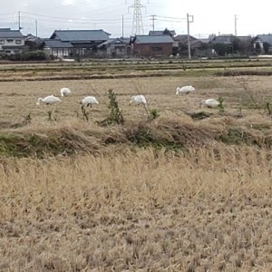 現場帰りの道