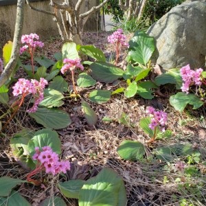 庭先の花