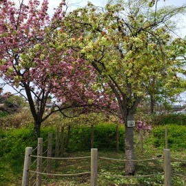 緑の桜