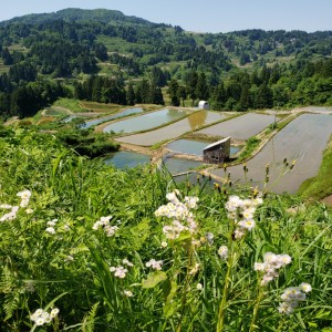 中越地震復興住宅