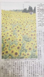 ヒマワリ　小千谷市のお花畑