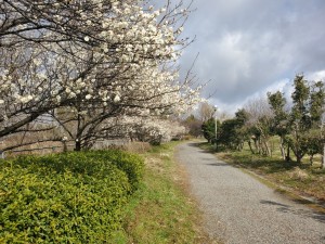 梅開花